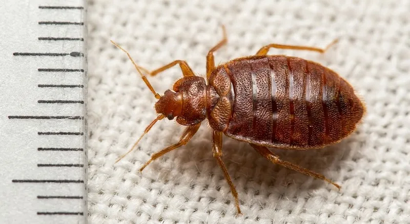 Tahtakurusu İlaçlama